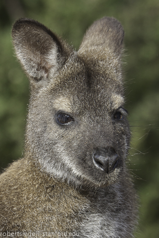 wallaby